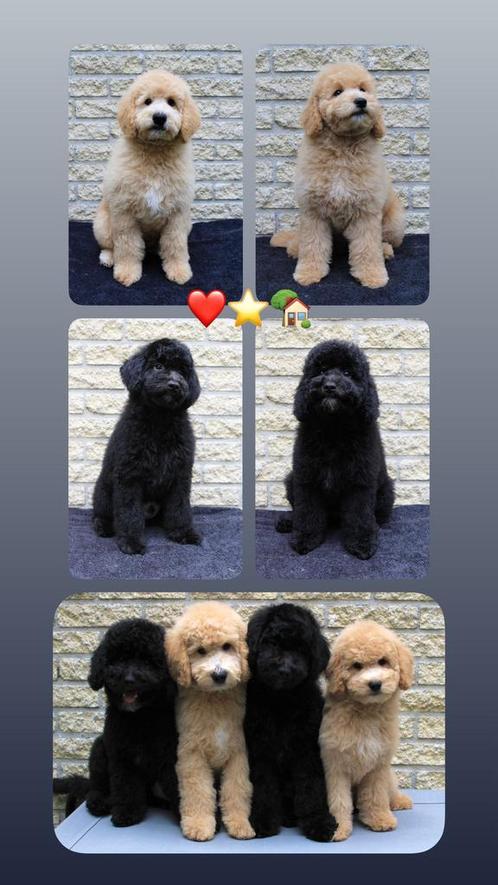 goldendoodle puppy’s, Dieren en Toebehoren, Honden | Niet-rashonden, Middel, Meerdere dieren, Particulier, Meerdere, Nederland