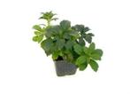 Bodembedekkers: Vinca minor, Pachysandra, Hedera –Waldsteina, Tuin en Terras, Ophalen, Bodembedekkers, Vaste plant, Bloeit niet