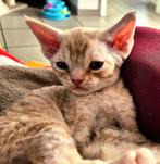 Devon-Rex, Dieren en Toebehoren, Katten en Kittens | Raskatten | Korthaar, Poes, Met stamboom, 0 tot 2 jaar