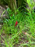 Bloody Mary garnalen per 10, Kreeft, Krab of Garnaal