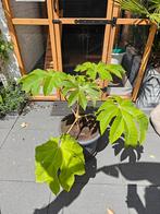 Tetrapanax papyrifera steroidal giant, Ophalen