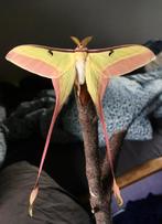 Actias Dubernardi eitjes, Dieren en Toebehoren, Insecten en Spinnen, Vlinders of Rupsen