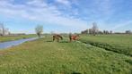 Stalling en weidegang voor paard of pony in Brandwijk, Weidegang, 2 of 3 paarden of pony's