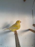 Kanaries geel, Meerdere dieren, Kleurkanarie