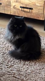 Hele mooie lieve Britse Langhaar, Dieren en Toebehoren, Katten en Kittens | Raskatten | Langhaar, Kater