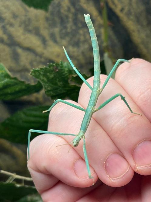 Eitjes te koop van een blauwe wandelende tak., Dieren en Toebehoren, Insecten en Spinnen, Wandelende tak