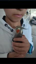 Valkparkieten koppel heel tam, Dieren en Toebehoren, Meerdere dieren, Parkiet, Tam