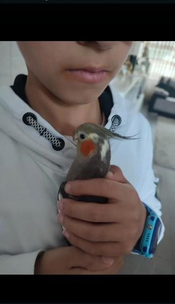 Valkparkieten koppel heel tam beschikbaar voor biedingen