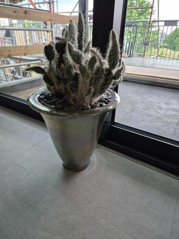 Mobach bloempot groen metallic ZGAN! beschikbaar voor biedingen