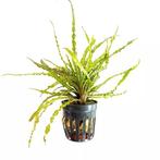 cryptocoryne balansae in pot €4,95, Dieren en Toebehoren, Vissen | Aquaria en Toebehoren, Ophalen of Verzenden, Nieuw, Plant(en), Steen of Hout
