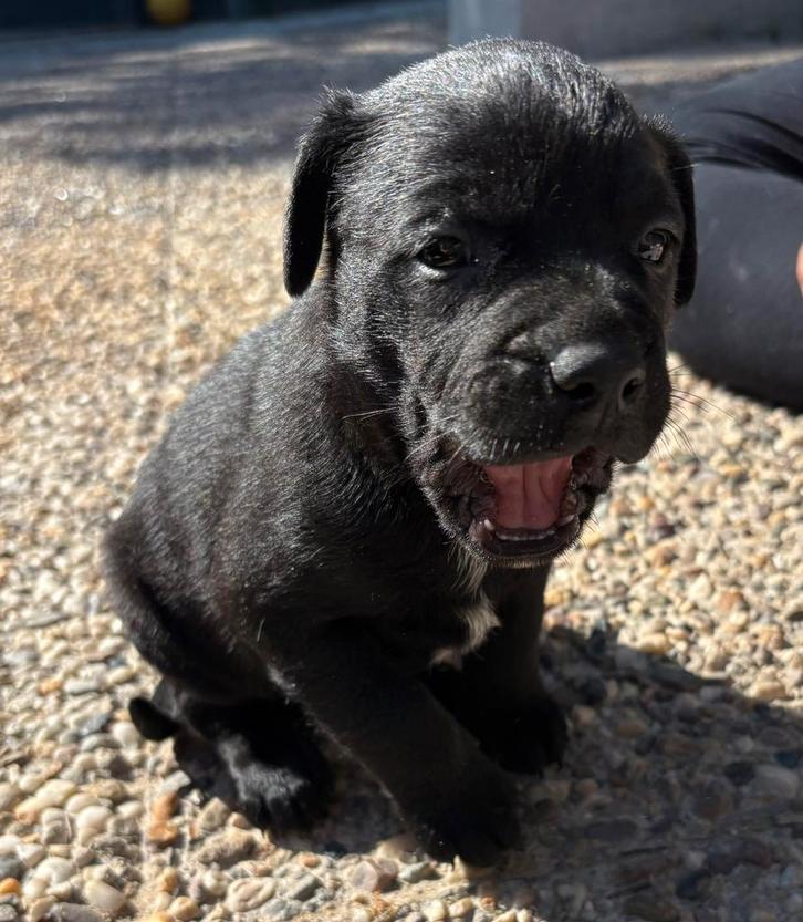 Stafford kruising pup zoekt haar forever home!, Dieren en Toebehoren, Honden | Niet-rashonden, Middel, Meerdere dieren, Particulier