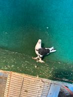 Zeer mooie duiven, Dieren en Toebehoren, Meerdere dieren