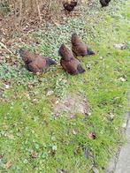 Barnevelder kriel goud, Dieren en Toebehoren, Pluimvee, Geslacht onbekend, Kip