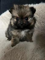 Pommeriaan pups, Overige rassen, 8 tot 15 weken, Meerdere, Meerdere dieren