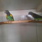 Kweekpaar Meyer-papegaaien (P.M.Damarensis) met nakweek., Dieren en Toebehoren, Vogels | Parkieten en Papegaaien, Meerdere dieren