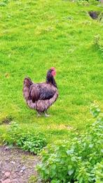 2 kippen, een hen en haan., Dieren en Toebehoren, Pluimvee, Meerdere dieren, Kip