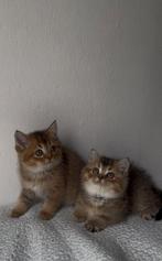 Britse korthaar kittens Golden shaded/ Black Golden Shaded, Dieren en Toebehoren, Katten en Kittens | Raskatten | Korthaar, Meerdere dieren