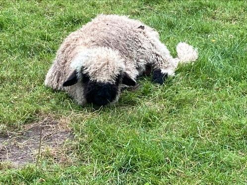 Walliser schwarznase ram lam, Dieren en Toebehoren, Schapen, Geiten en Varkens, Schaap, Mannelijk, 0 tot 2 jaar