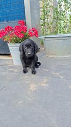 Golden retriever pups, Golden retriever, 8 tot 15 weken, Meerdere, Meerdere dieren