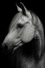 Ervaren paardenmens gezocht, Ruin