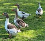 Twentse land ganzen, Dieren en Toebehoren, Pluimvee, Vrouwelijk, Gans of Zwaan