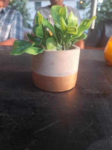 Bloem  beschikbaar voor biedingen