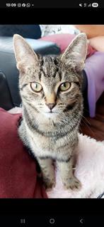 Met veel verdriet 5 sterren huisje gezocht, Dieren en Toebehoren, Katten en Kittens | Raskatten | Korthaar, Kater