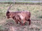 Goedgekeurde stamboek Landgeit bokken, Dieren en Toebehoren, Schapen, Geiten en Varkens, Mannelijk, Geit, 0 tot 2 jaar