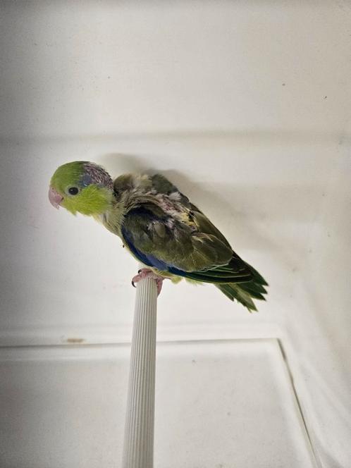 Jonge forpussen al redelijk Tam, Dieren en Toebehoren, Vogels | Parkieten en Papegaaien, Parkiet, Meerdere dieren, Tam