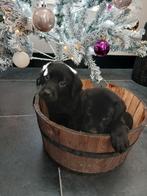 Prachtige, lieve Labrador pups, Dieren en Toebehoren, 8 tot 15 weken, Meerdere, Meerdere dieren, Nederland