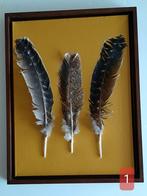 Wanddecoratie Kalkoenveren in baklijst, Ophalen of Verzenden, Zo goed als nieuw