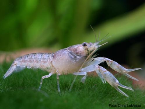 Dwergkreeft - Cambarellus texanus - Koidream Valburg, Dieren en Toebehoren, Vissen | Aquariumvissen, Zoetwatervis, Vis