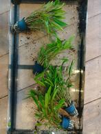 4x hele volle Cryptocoryne Undulata, Dieren en Toebehoren, Vissen | Aquaria en Toebehoren, Ophalen, Nieuw, Plant(en), Steen of Hout