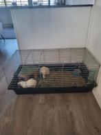 Gratis af te halen, Dieren en Toebehoren, Minder dan 60 cm, Kooi, Ophalen of Verzenden, Zo goed als nieuw
