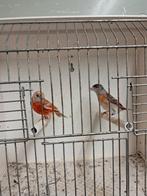Kapoetsen sijzen pastèl, Dieren en Toebehoren, Vogels | Overige Vogels, Meerdere dieren, Tropenvogel, Geringd