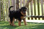 Prachtige Welsh terriër pups (nog één teefje), België, Overige rassen, CDV (hondenziekte), 8 tot 15 weken