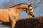 Davino LRN valk Welsh pony ter dekking aangeboden!, Dieren en Toebehoren, Paarden en Pony's | Dekhengsten en Fokmerries, Hengst