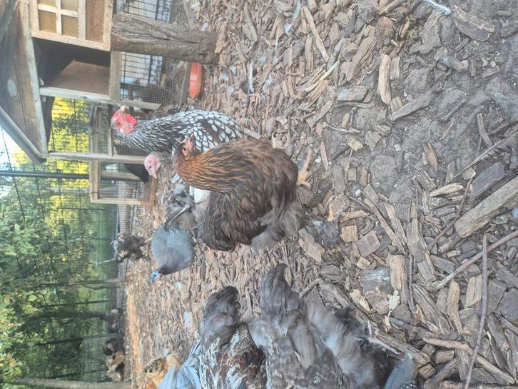 Brahma groot hennen en hanen van 2025, Dieren en Toebehoren, Pluimvee, Kip, Meerdere dieren