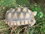 Sulcata, Dieren en Toebehoren