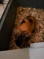 Cavia gratis  – schattig en vriendelijk, Dieren en Toebehoren, Knaagdieren, Oktober, Mannelijk, Cavia