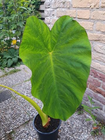 Alocasia, Olifantsoor, groene plant beschikbaar voor biedingen