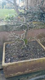 Haagbeuk bonsai, Ophalen, Kruiden, Volle zon