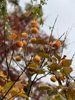 Biologische Kaki-fruit, Ophalen, Overige soorten, Minder dan 100 cm