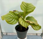 Calathea orbifolia P14, Ophalen of Verzenden, Overige soorten, Minder dan 100 cm