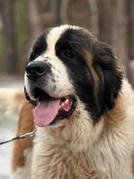 Help Pets Adoptie Saint Bernard, Herder & ander uit Oekraine, Particulier, Buitenland, Parvo, Meerdere