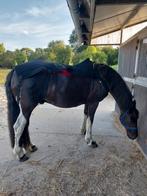 Rood licht therapie deken paard, Ophalen of Verzenden
