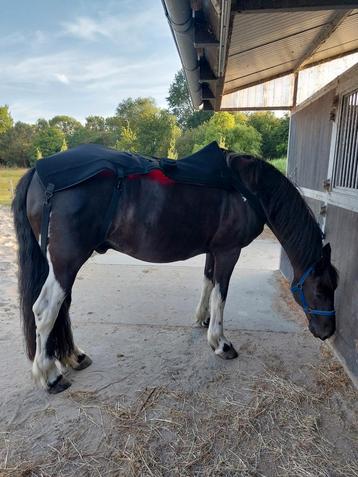 Rood licht therapie deken paard beschikbaar voor biedingen