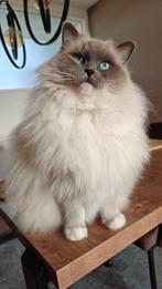 Ragdoll poes zoekt nieuw thuis, Dieren en Toebehoren, Katten en Kittens | Raskatten | Langhaar, Poes, Gechipt, 3 tot 5 jaar