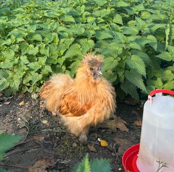 USA zijdehoender haan beschikbaar voor biedingen