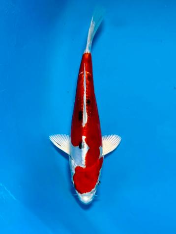 Heisei Nishiki 16-20cm Kase Japanse Koi beschikbaar voor biedingen